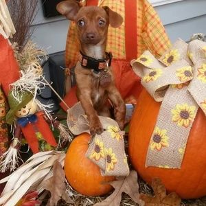 Meet your Posher, Delores